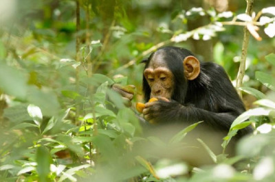 Обезьяны помогли понять, почему люди так хорошо усваивают алкоголь