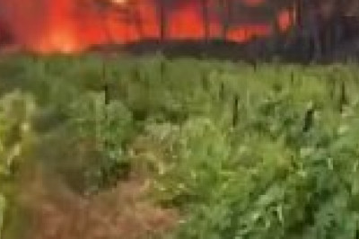 Юг Франции переживает сильнейшие за последние 50 лет пожары, сообщает The Guardian