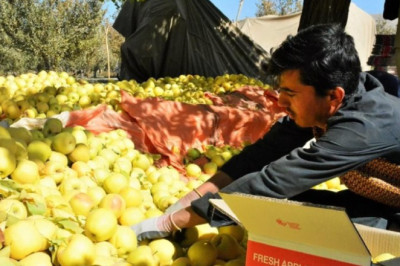 Афганистан начал поставки яблок в Россию