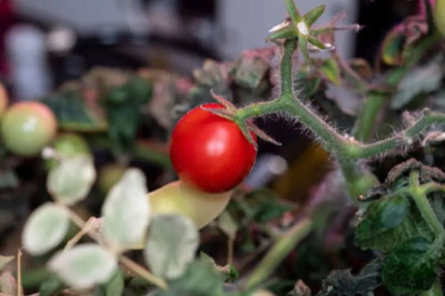 Школьники России и Беларуси вырастят «закалённые» космосом помидоры