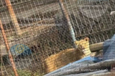 Сбежавший лев носится по улицам Хмельницкого