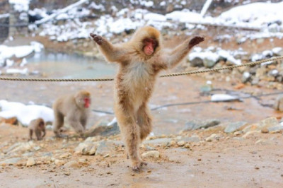 Танцуют все: макаки могут двигаться в такт музыке, как люди