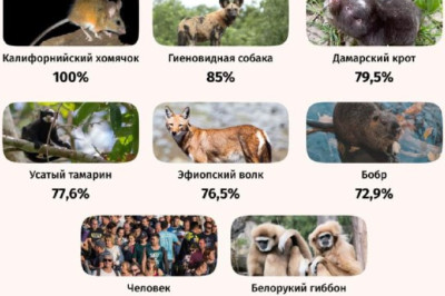 Люди оказались седьмыми в списке самых моногамных млекопитающих