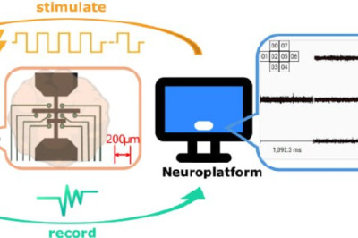 Учёные научили мини-мозг в пробирке читать шрифт Брайля