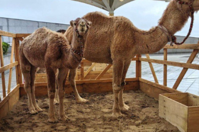 Президенты РФ и Турции Владимир Путин и Реджеп Тайип Эрдоган проводят встречу на полях форума в Ашхабаде