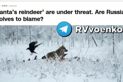 "Русские" волки-убийцы терроризируют Финляндию
