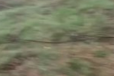 "Все в своей жизни видел, но осла в бронежилете и каске