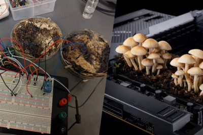 Ученые превратили грибницу в аналог оперативной памяти