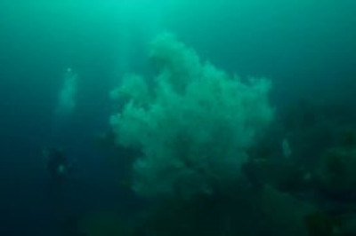 Исследователи морских глубин обнаружили в водах Фьордленда (Новая Зеландия) гигантскую колонию черного коралла высотой около 4 метров и шириной 4,5 метра