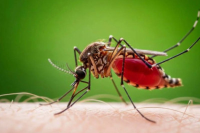 Комары стали чаще кусать людей, и биологи выяснили почему