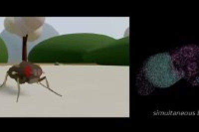 Стартап EON Systems загрузил копию мозга мухи-дрозофилы в компьютер